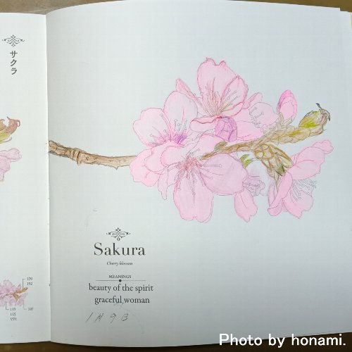 塗り絵 桜