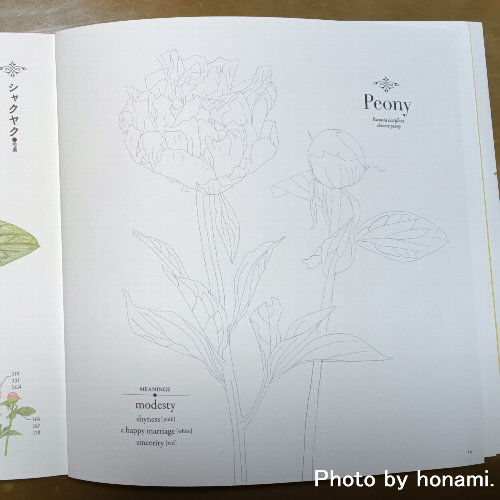 塗り絵 線画